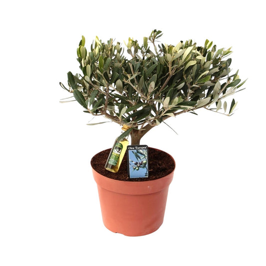 Olea Olijf – Pflegeleichte Olivenpflanze Ø15 cm