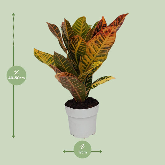 Kroton 'Petra' – Buntblatt Zimmerpflanze Ø17cm, 45cm hoch
