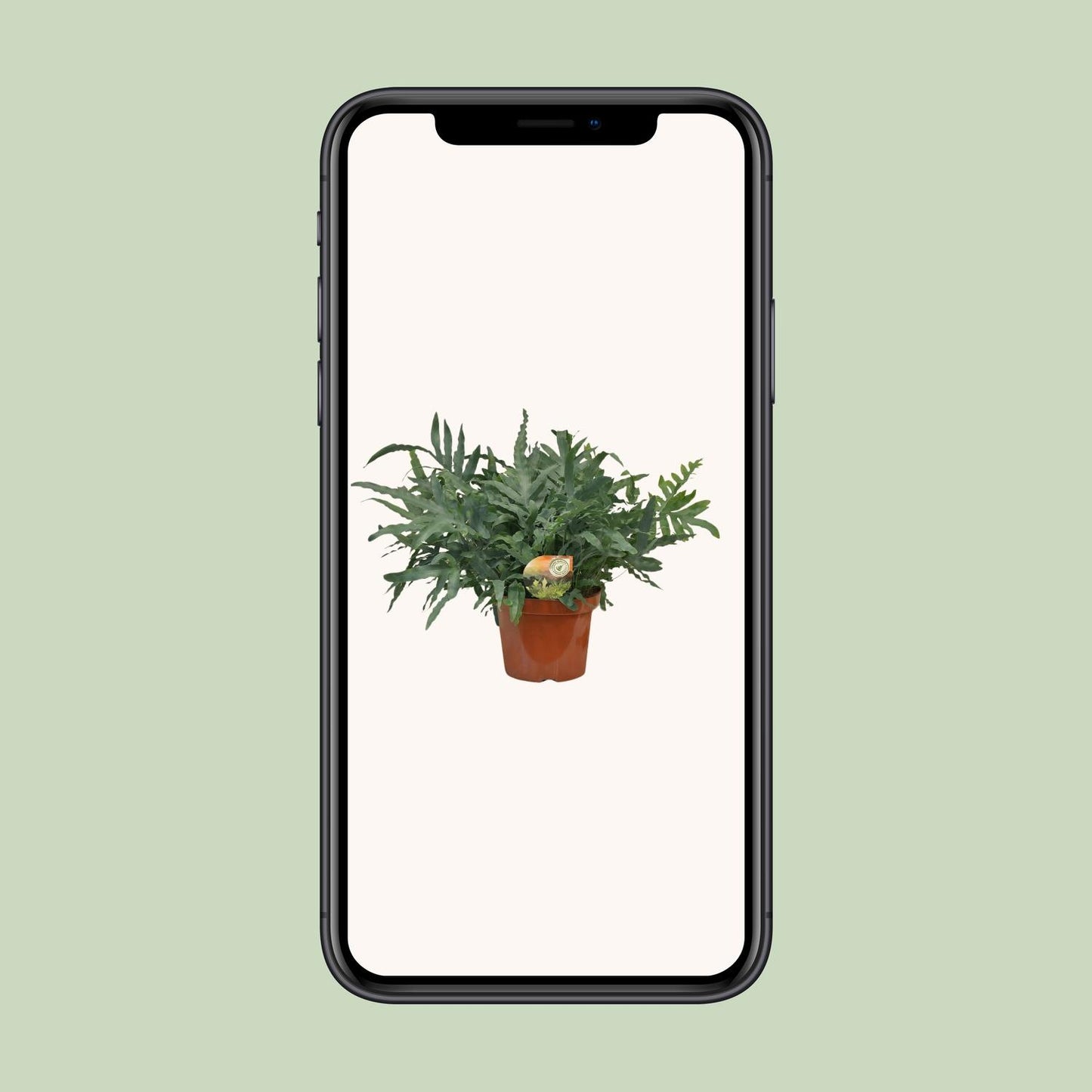 Phlebodium Blue Star – Luftreinigender Farneffekt