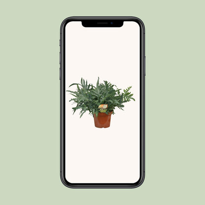 Phlebodium Blue Star – Luftreinigender Farneffekt