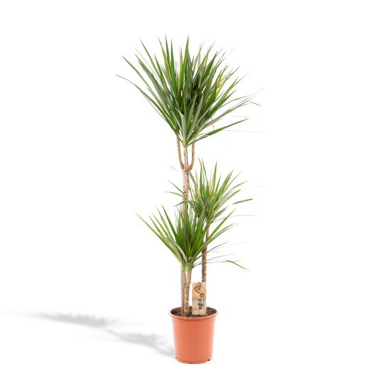 Dracaena Marginata – Pflegeleichter Drachenbaum Ø21cm