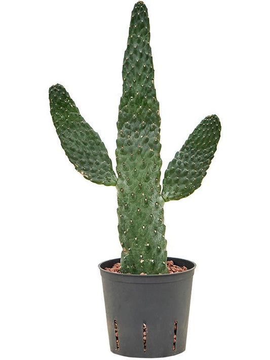 Opuntia Consolea – Pflegeleichter Kaktus Ø13cm, 55cm hoch