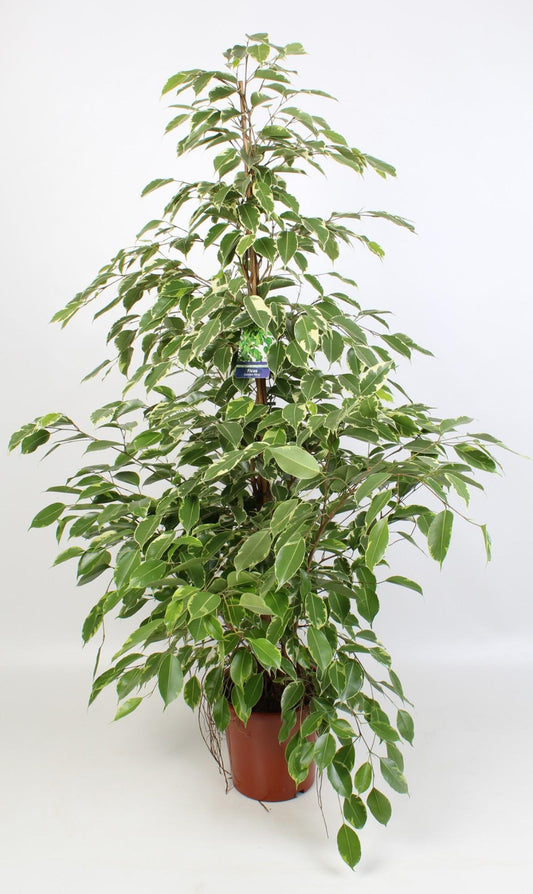 Ficus Benjamina Golden King – Pflegeleichte Zimmerpflanze Ø21 cm