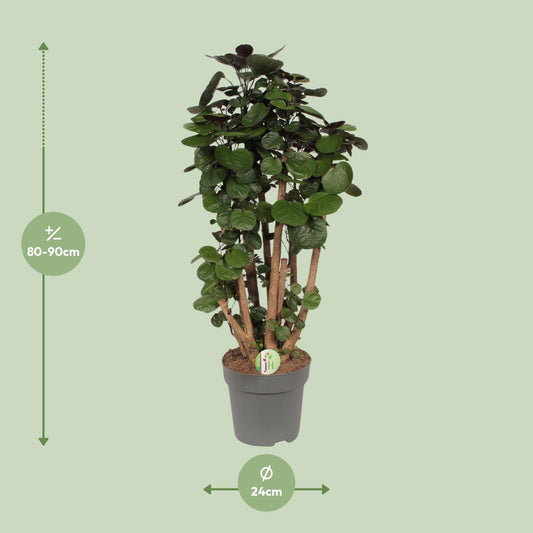 Polyscias Fabian – Pflegeleichte Zimmerpflanze Ø24cm
