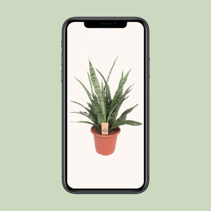 Sansevieria Diamond Green – Pflegeleichte Schwiegermutterzunge Ø25cm