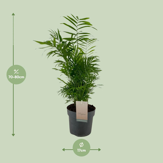 Chamaedorea Elegans – Zwergpalme Ø17cm, 50cm hoch