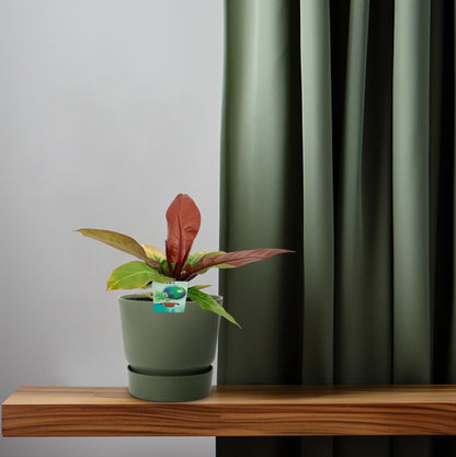 Philodendron Prince Of Orange – Pflegeleichte Zimmerpflanze Ø19cm