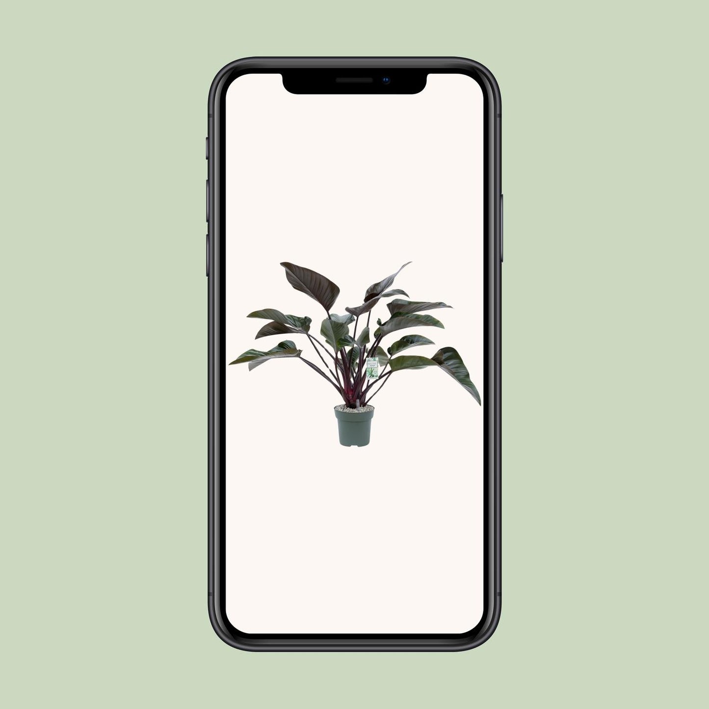Philodendron Red Beauty – Pflegeleichte Tropenpflanze Ø27cm
