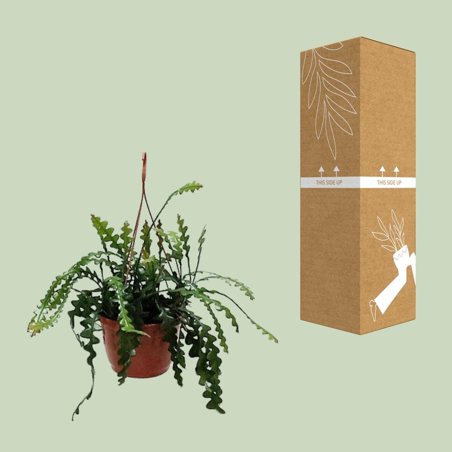 Fischgrätenkaktus – Epiphyllum Ø20cm, 60cm hoch