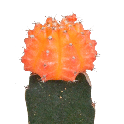 Gymnocalycium Mix – Farbenfrohe veredelte Sukkulenten 3er Set