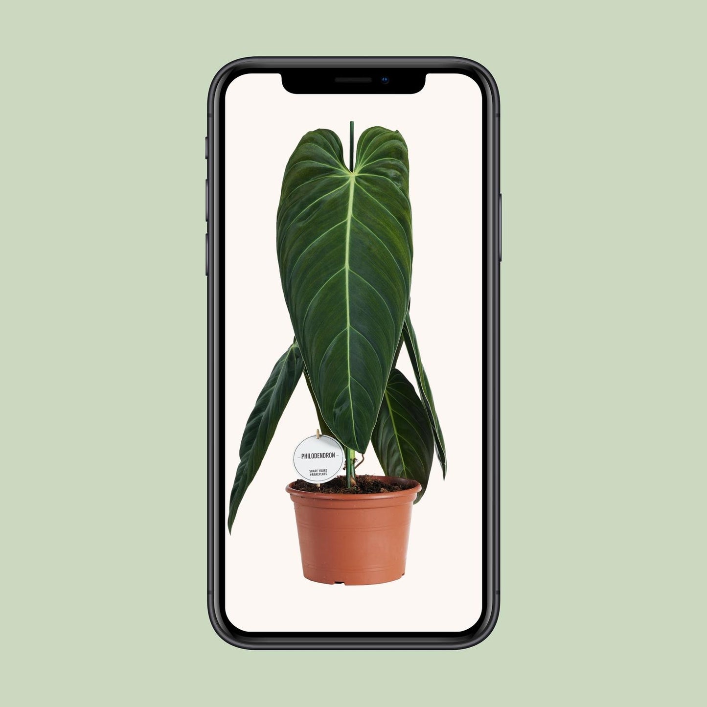 Philodendron Melanochrysum – Pflegeleichte tropische Zimmerpflanze Ø21cm