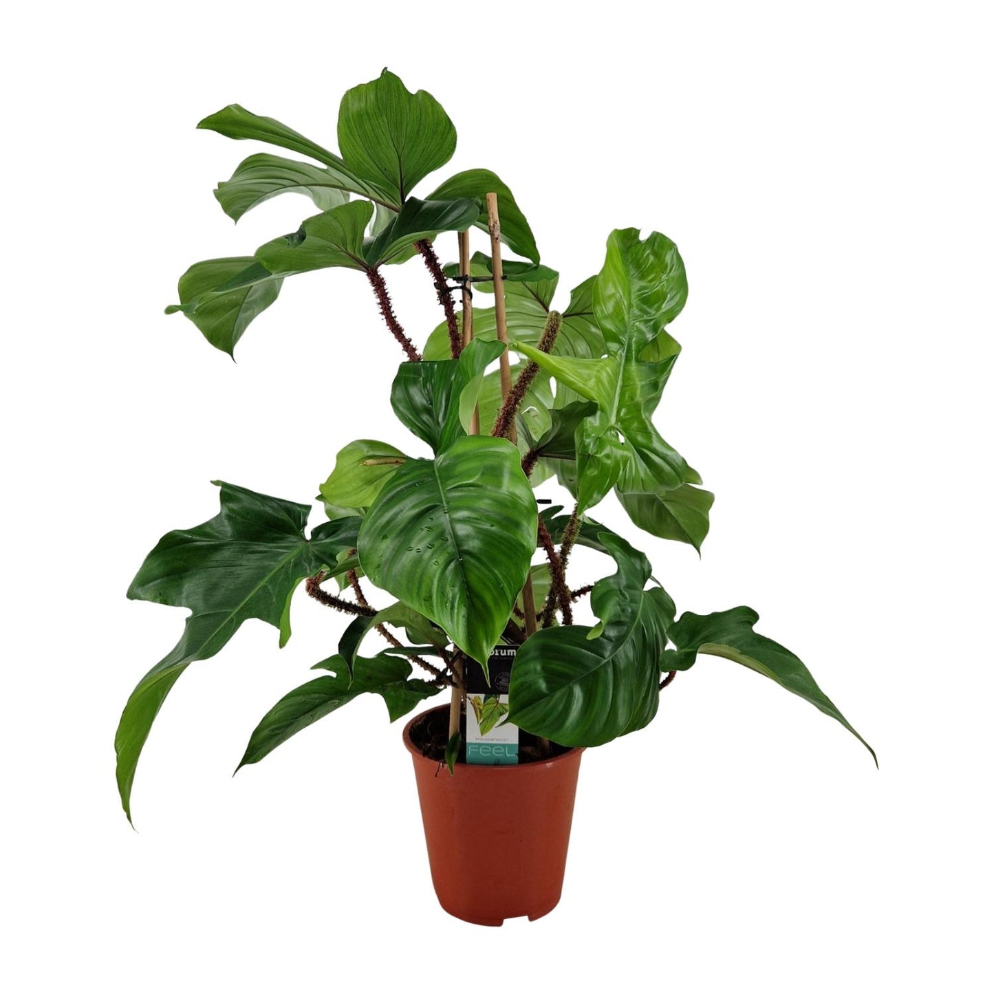Philodendron Squamiferum – Pflegeleichte Zimmerpflanze Ø19cm