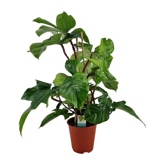 Philodendron Squamiferum – Pflegeleichte Zimmerpflanze Ø19cm