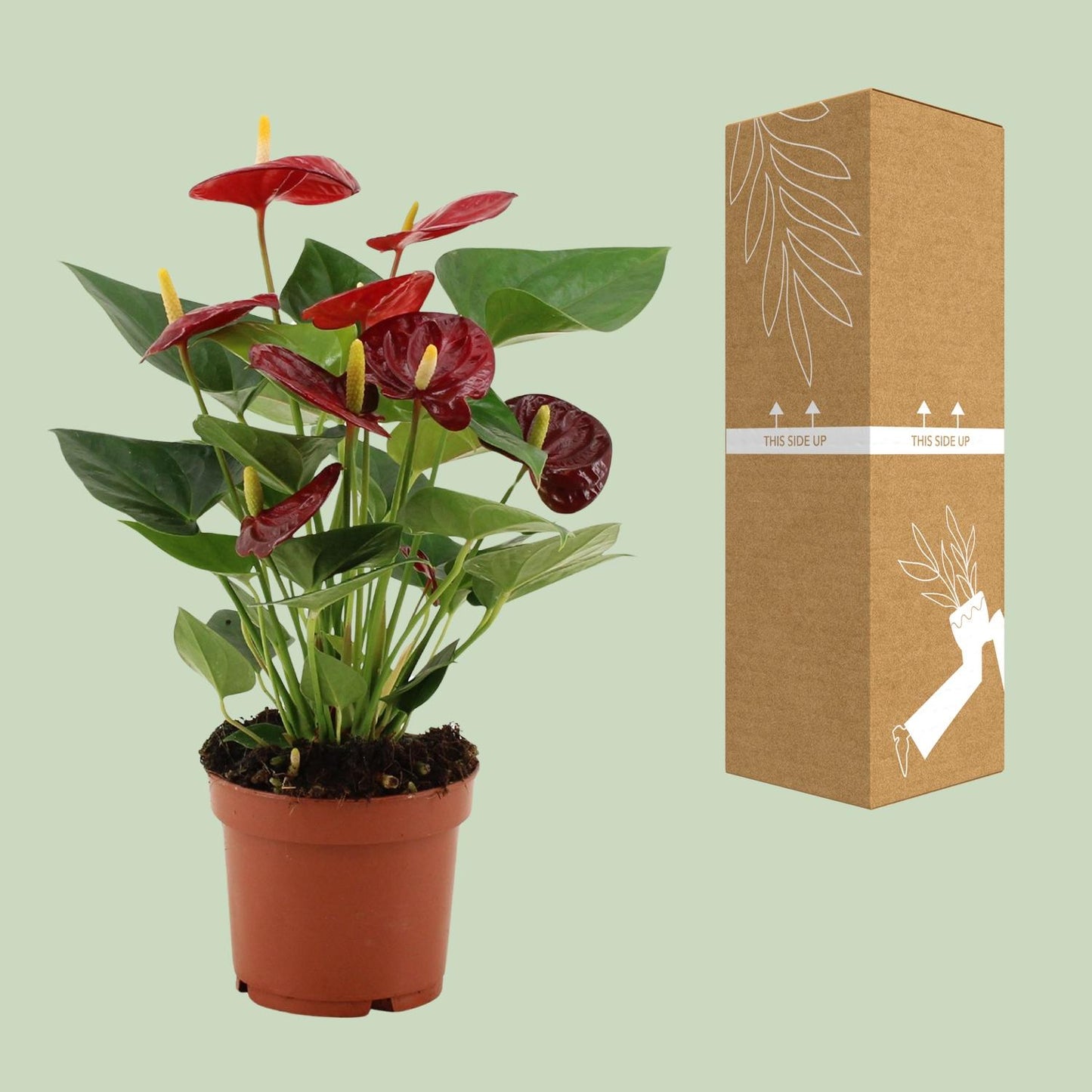 Anthurium Calon – Pflegeleichte Zimmerpflanze Ø12cm, 36cm hoch