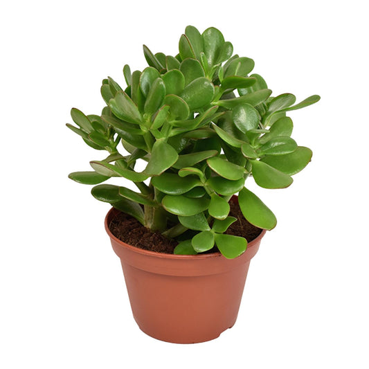 Crassula Ovata Convoluta – Pflegeleichte Jade-Pflanze Ø15cm