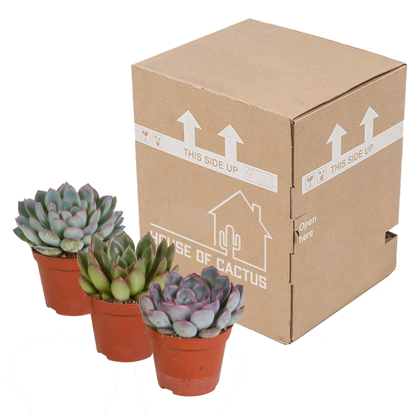 Echeveria-Mischung 3er Set – Pflegeleichte Sukkulenten