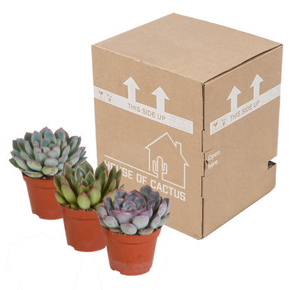 Echeveria-Mischung 3er Set – Pflegeleichte Sukkulenten