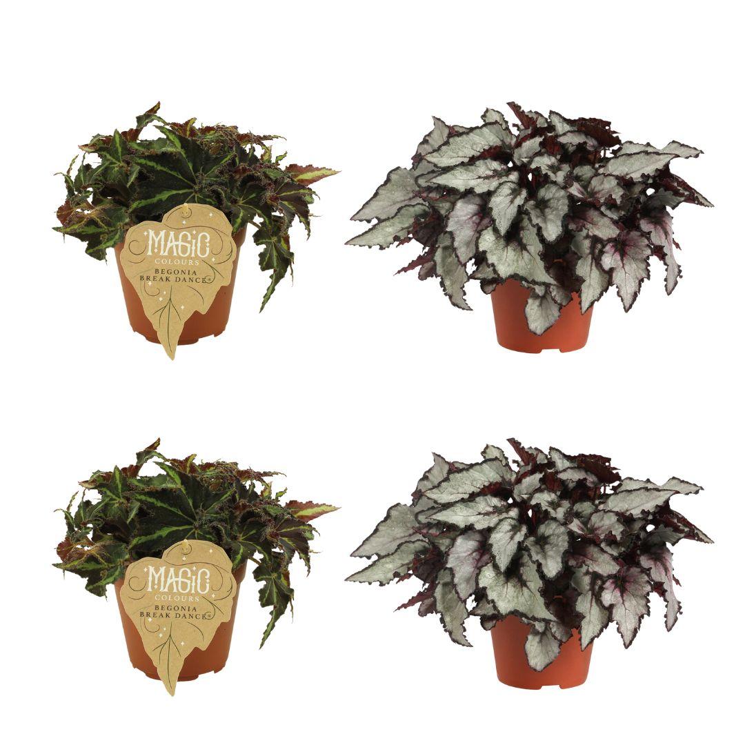 4er Set Begonia Rex – Farbenfrohe Blattkunst Ø12cm