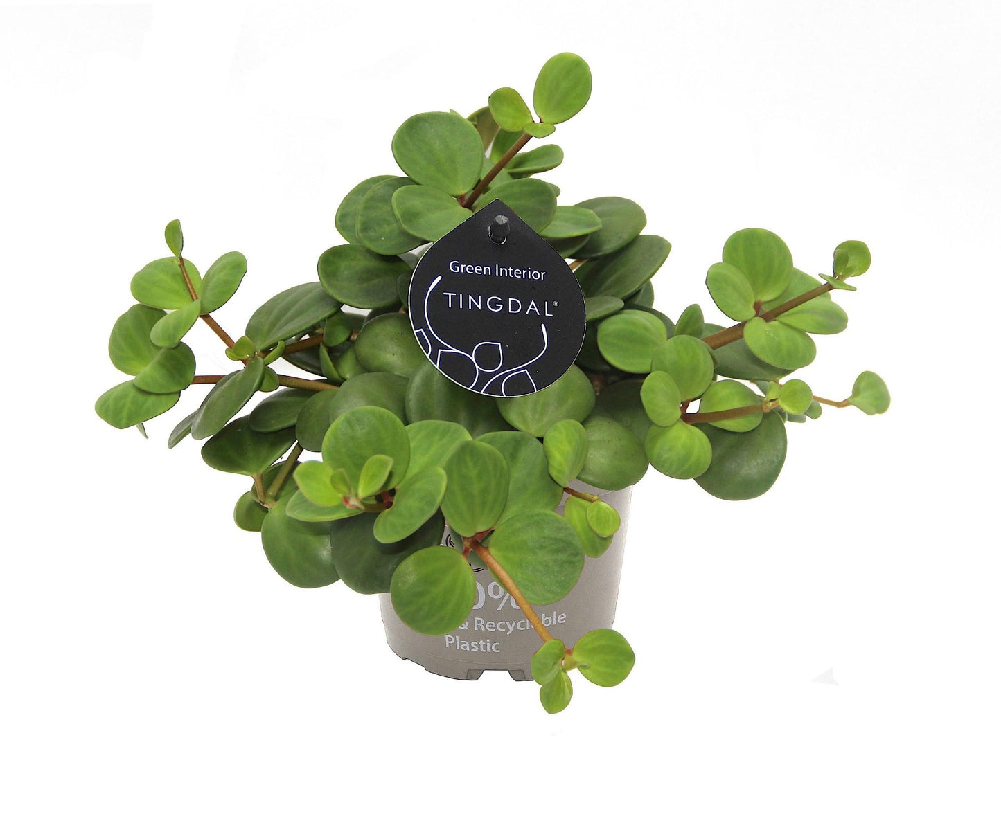 Peperomia Pecunifolia Pecunii – Pflegeleichte Trendpflanze Ø11-13 cm