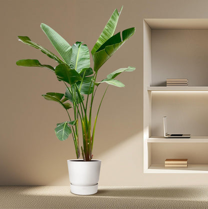 Strelitzia Augusta de luxe XXL – Weißer Paradiesvogel 250cm
