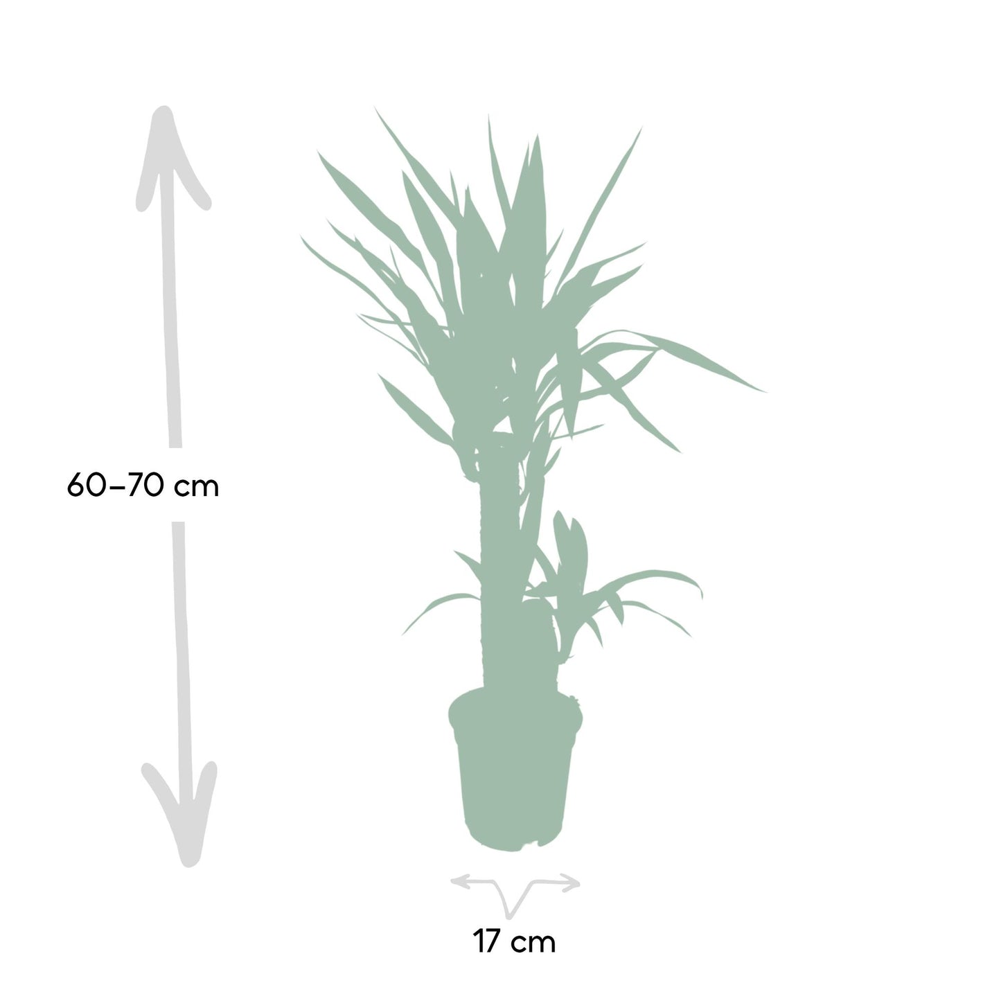 Yucca Palme (Elefantenfuß) – Pflegeleichte Zimmerpflanze Ø17cm