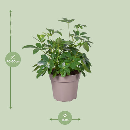 Schefflera Arboricola – Pflegeleichte Zimmerpflanze Ø15cm