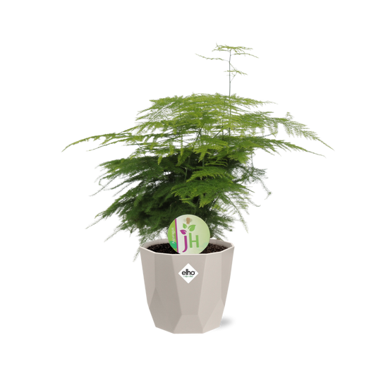 Spargelfarn (Asparagus ‘Plumosus’) in ELHO b.for rock 14 cm