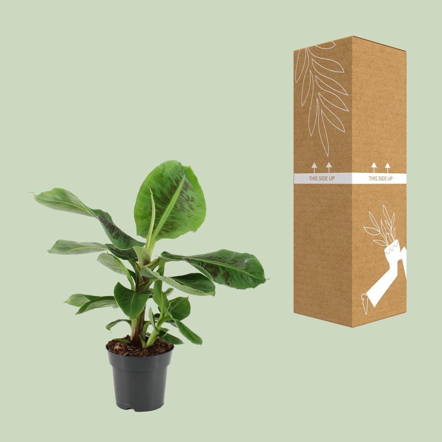 Musa Oriental Dwarf – Pflegeleichte Zwergbanane Ø17cm