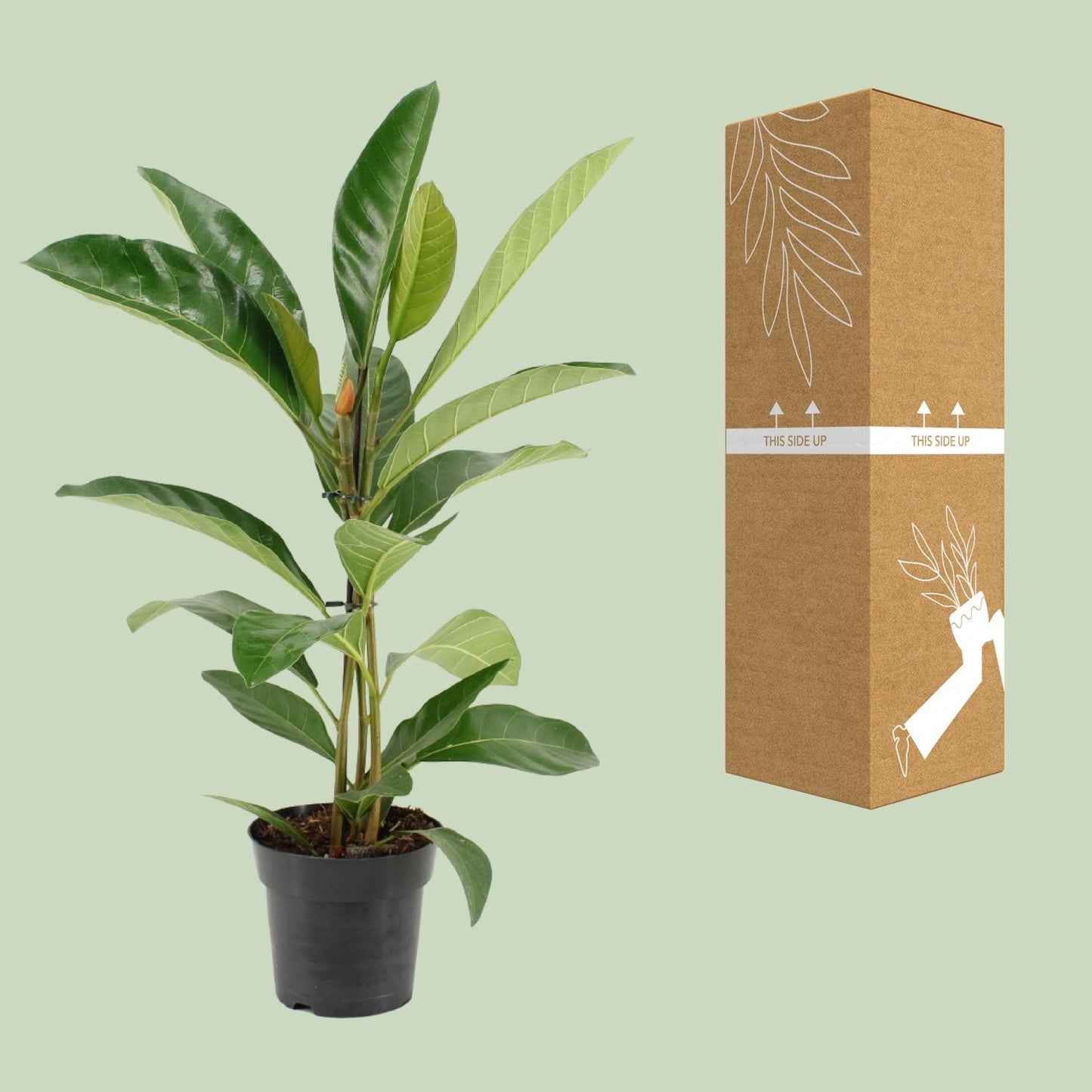 Ficus Benghalensis Roy – Pflegeleichte Zimmerpflanze Ø17cm