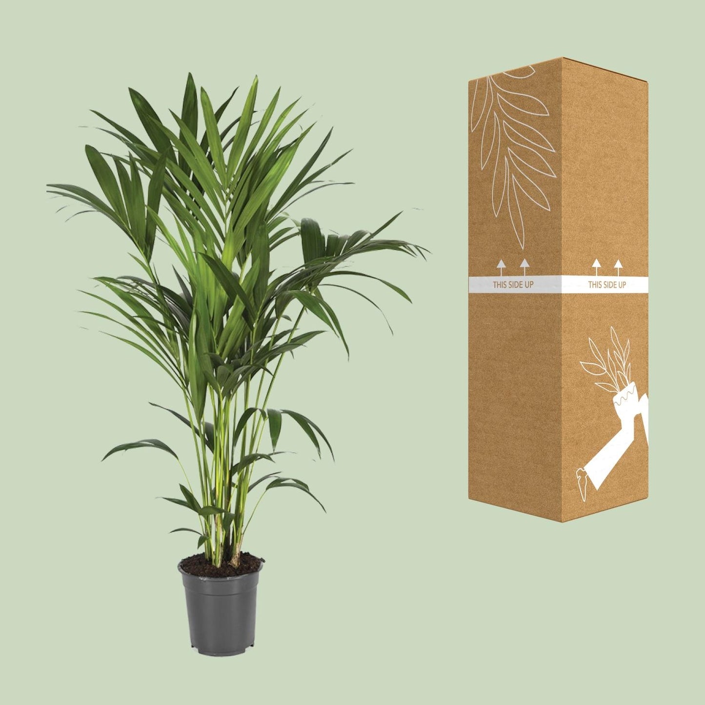 Howea Forsteriana – Kentia-Palme Ø21cm, bis 120cm hoch
