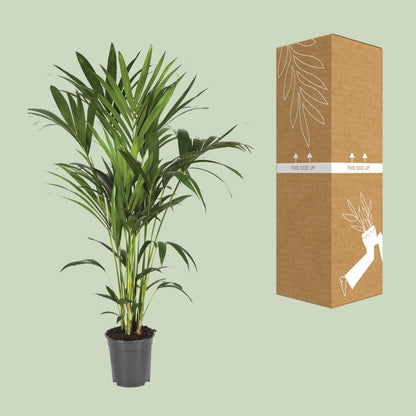 Howea Forsteriana – Kentia-Palme Ø21cm, bis 120cm hoch