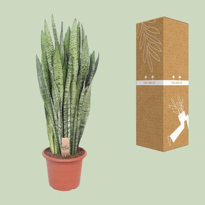 Sansevieria Zeylanica – Pflegeleichte Schwiegermutterzunge Ø30cm