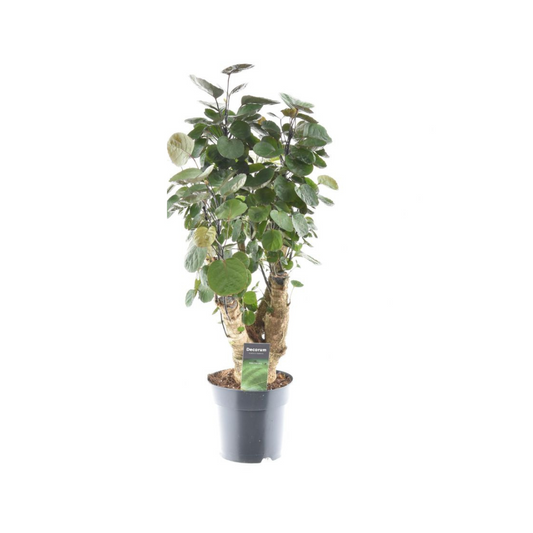 Polyscias Fabian – Pflegeleichte Zimmerpflanze Ø17cm