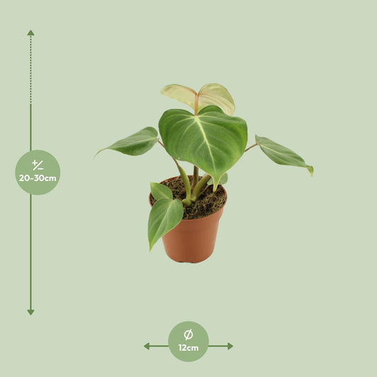 Philodendron Gloriosum – pflegeleichte Zimmerpflanze Ø12cm