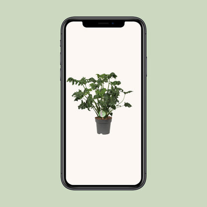 Philodendron Atlantis – Pflegeleichte Zimmerpflanze Ø17cm
