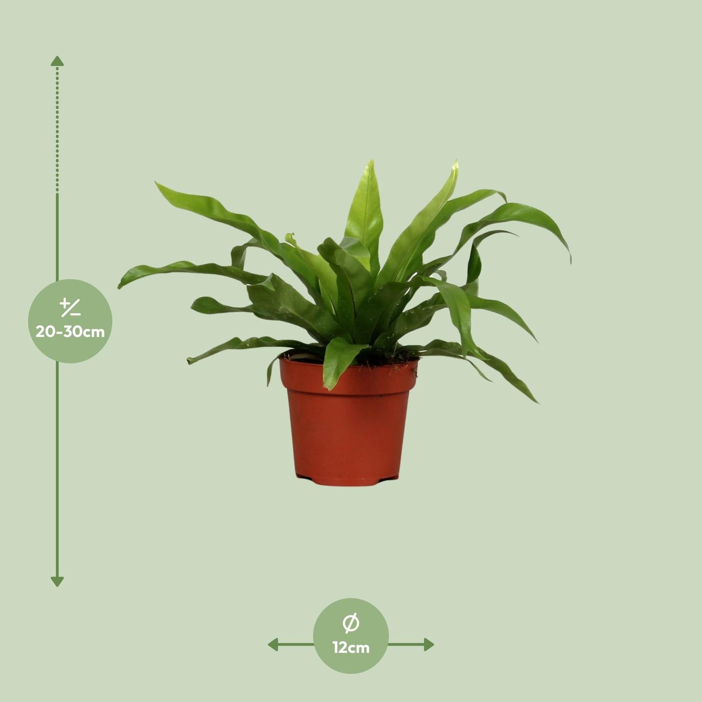 Asplenium Antiquum – Pflegeleichter Zimmerfarn Ø12cm
