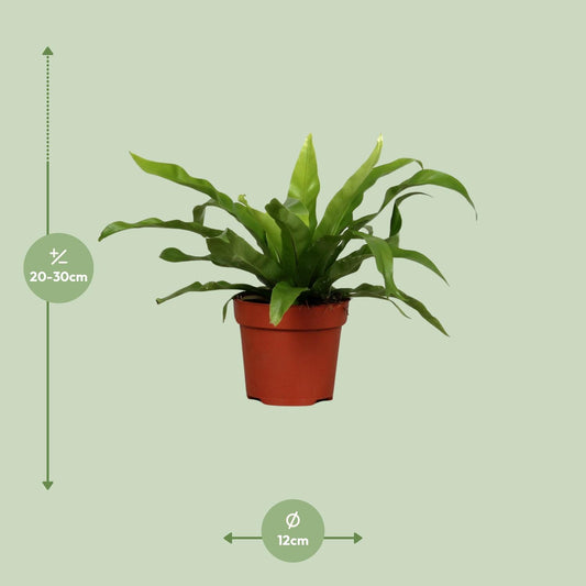 Asplenium Antiquum – Pflegeleichter Zimmerfarn Ø12cm