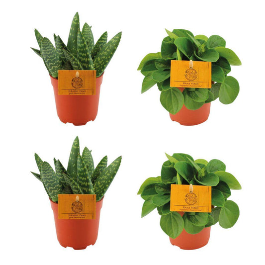 4er-Set Aloe Paradisicum & Peperomia Rana Verde – Ø10,5 cm