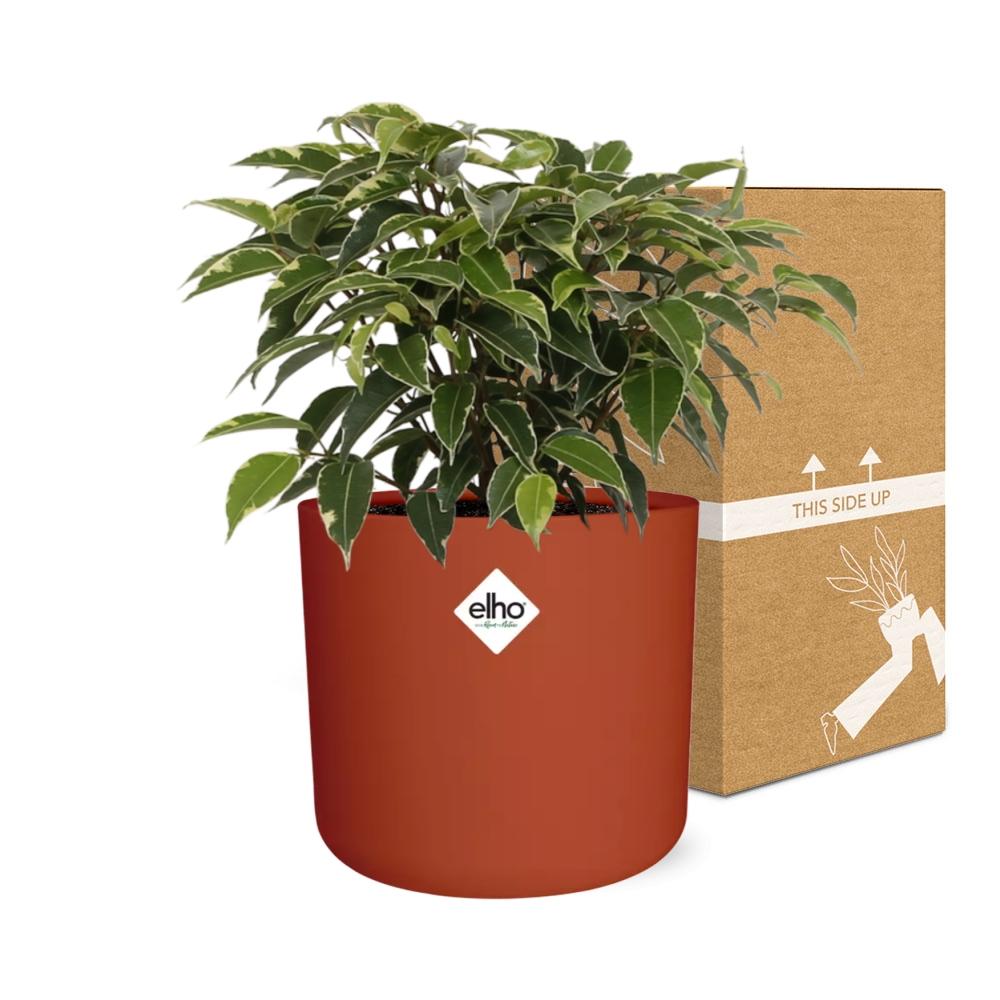 Ficus Benjamina Kinky – Pflegeleichte Zimmerpflanze 14cm