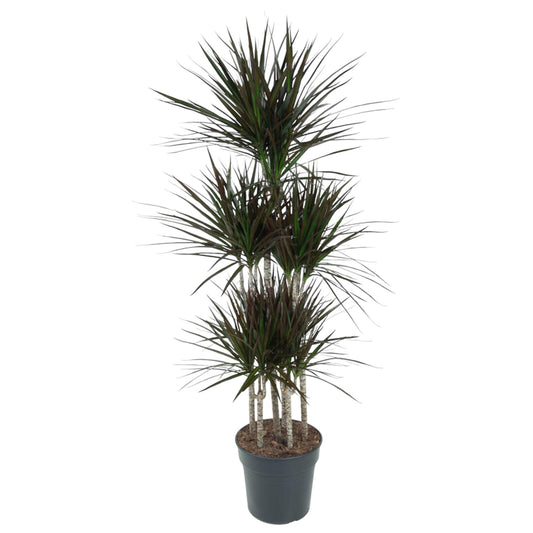 Dracaena Magenta Carrousel – Pflegeleichte Tropische Zimmerpflanze 150 cm