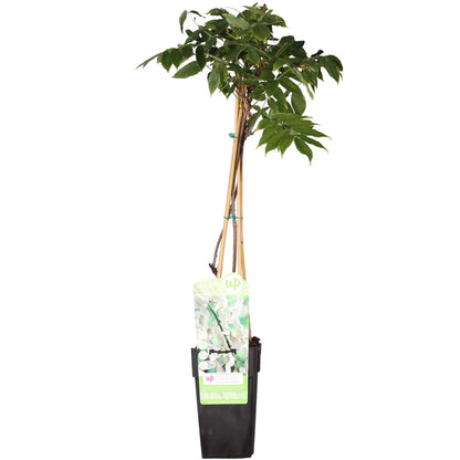 Wisteria floribunda 'Longissima Alba' – Weißer Regen Ø15cm