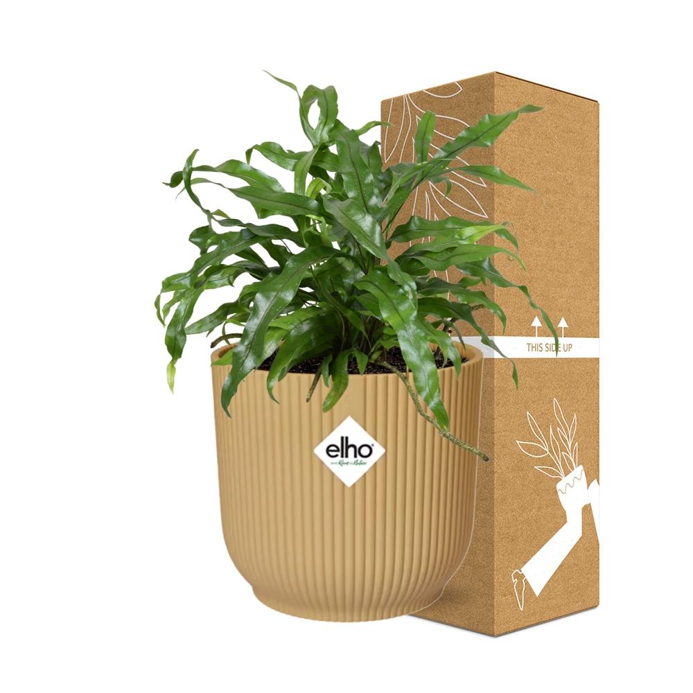 Känguru-Farn (Microsorum diversifolium) in ELHO Vibes Fold Gelb 14cm