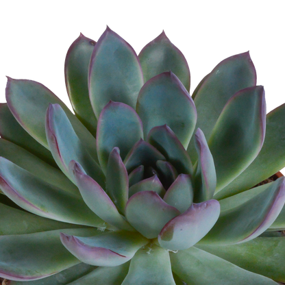 Echeveria 3er-Set im handbemalten Keramiktopf