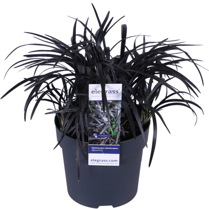 Ophiopogon planiscapus Nigrescens – Schwarzes Ziergras Ø14cm