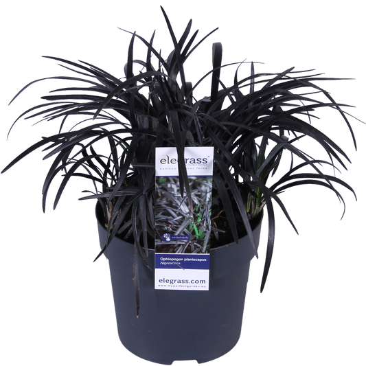 Ophiopogon planiscapus Nigrescens – Schwarzes Ziergras Ø14cm
