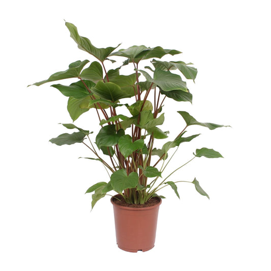 Homalomena Rubescens Maggy – Pflegeleichte Zimmerpflanze Ø24cm
