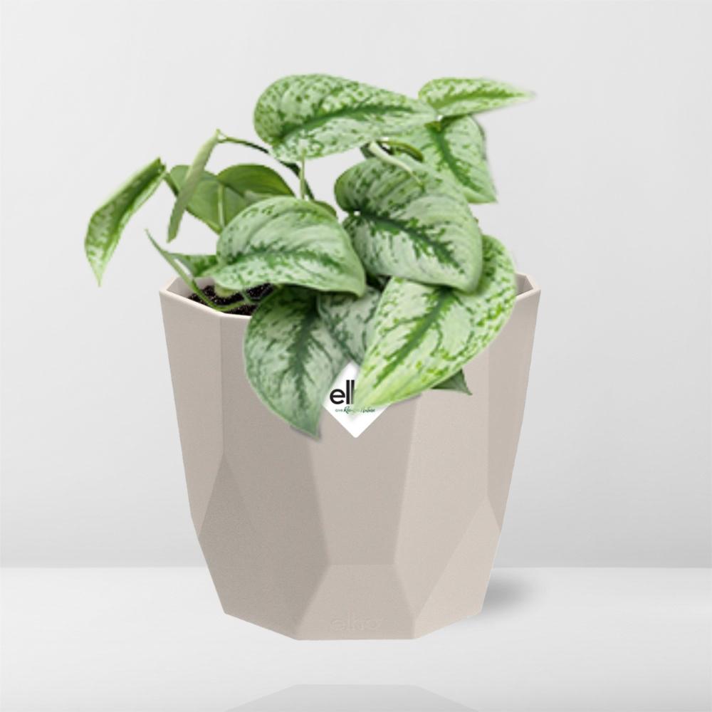 Scindapsus Pictus ‘Trebie’ in ELHO b.for rock 14 cm warm grey