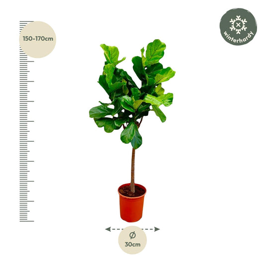 Ficus Lyrata Boom – Große, pflegeleichte Geigen-Feige