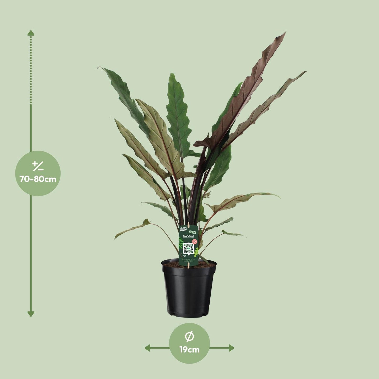 Alocasia Lauterbachiana – Pflegeleichte Trendpflanze Ø19cm