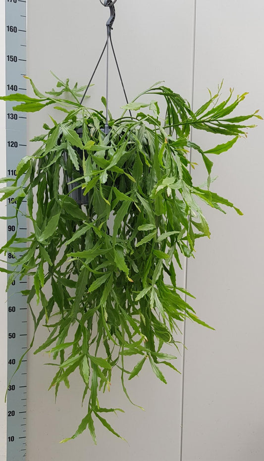 Rhipsalis Crispata – Pflegeleichte luftreinigende Zimmerpflanze